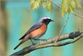 <p>REHEK ZAHRADNÍ (Phoenicurus phoenicurus) /Common redstart - Gartenrotschwanz/</p>